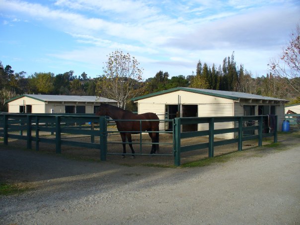 Horse standing in pen 