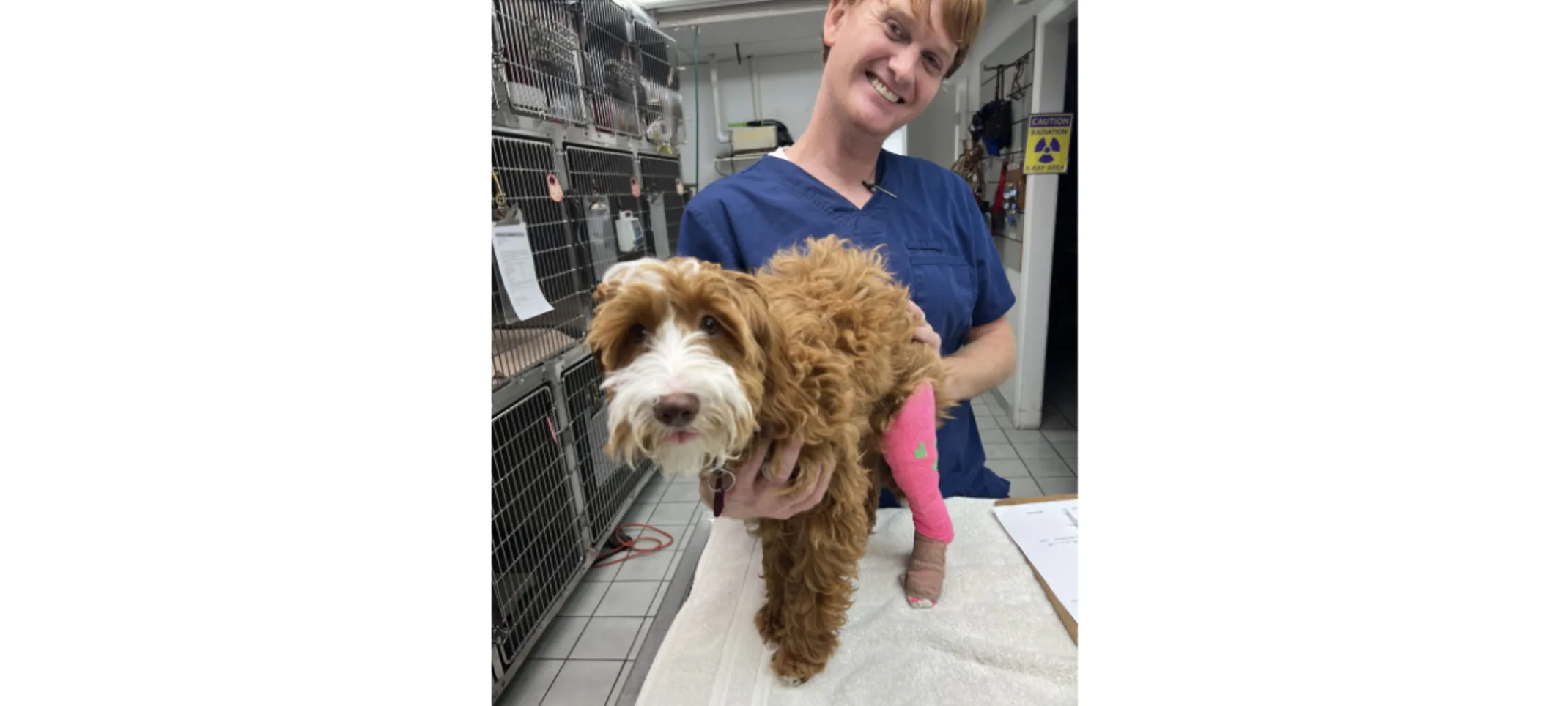 Staff member behind a labradoodle pup in a pink cast Staff member behind a labradoodle pup in a pink cast