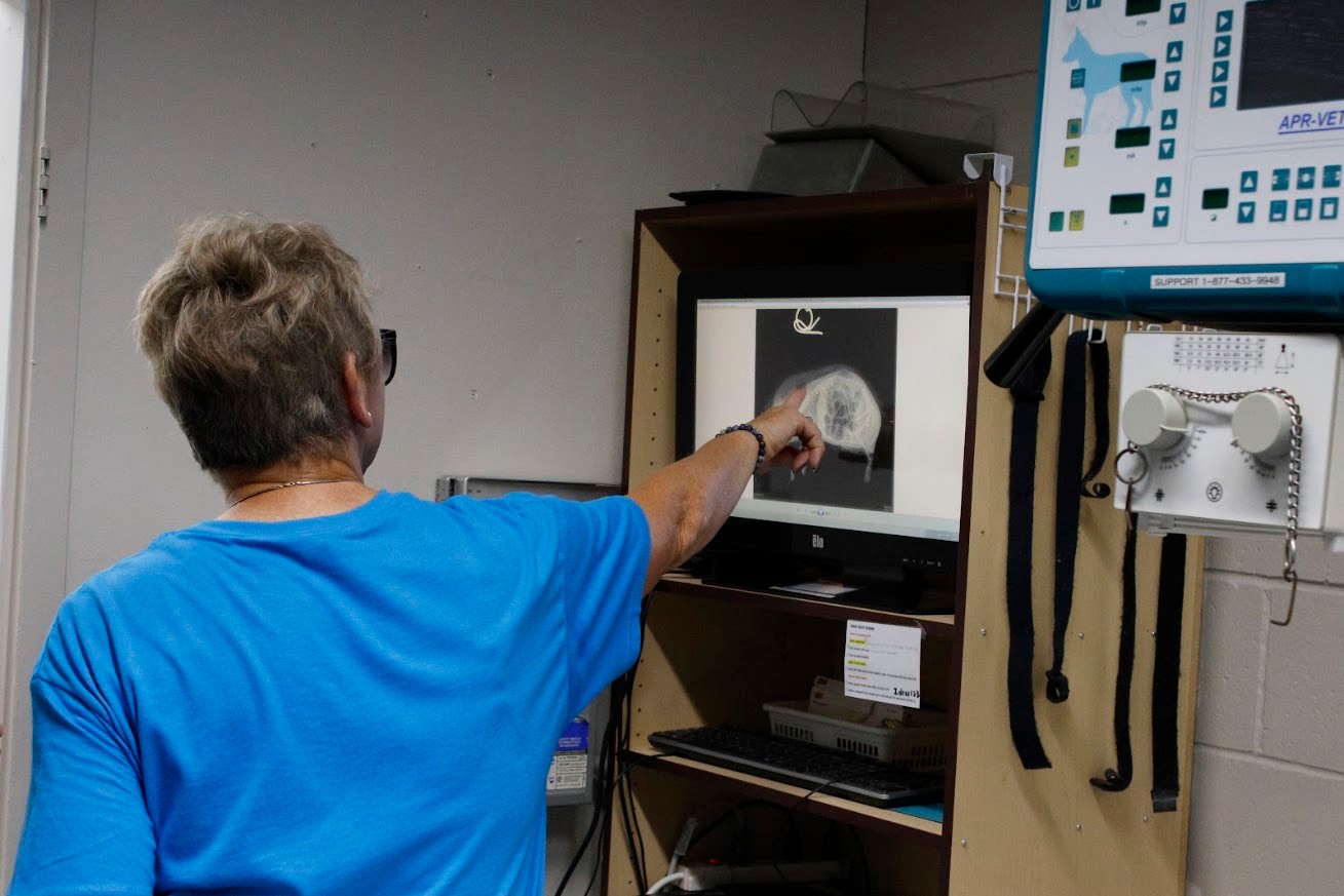 Staff member pointing at an x-ray.