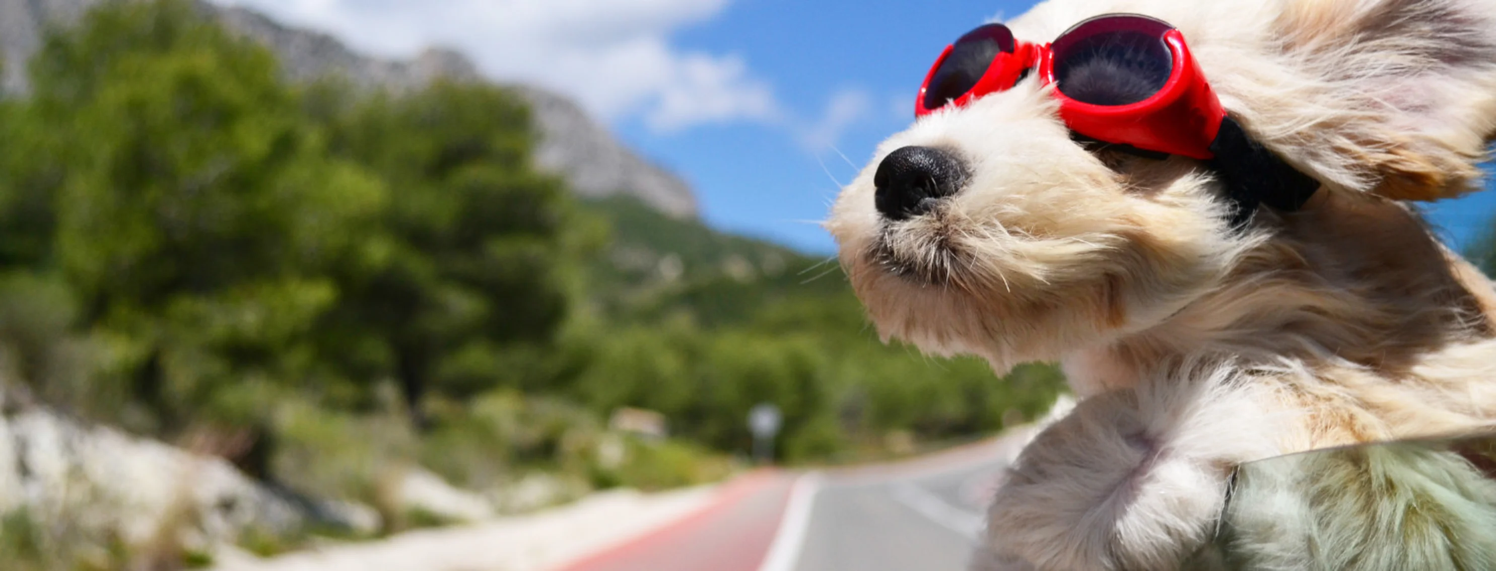 Fluffy cream colored dog outside car window with red sunglasses on going through mountains