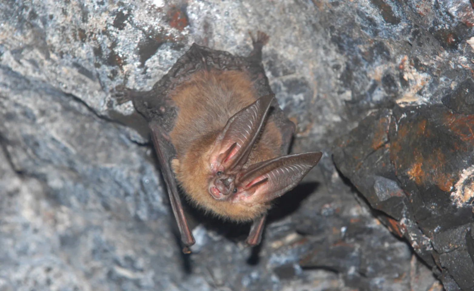 Townsend's Big-Eared bat hanging in cave Townsend's Big-Eared bat hanging in cave