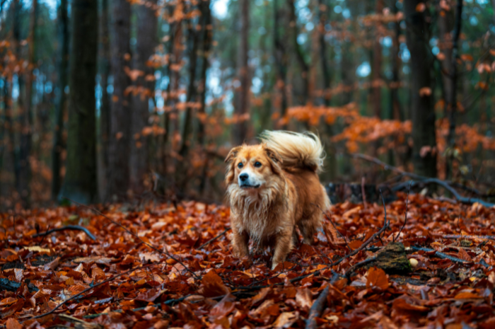 A dog plays in the forest during fall. 
