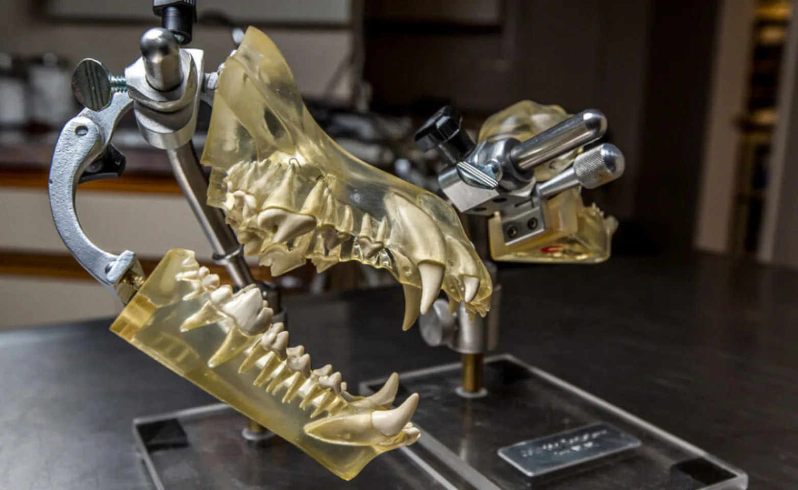 Lab equipment with display of animal mouth skull Lab equipment with display of animal mouth skull