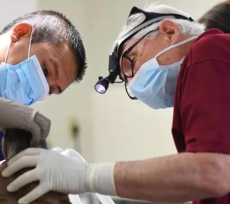 Veterinarians performing bronchoscopy at Animal Medical Center Hattiesburg.