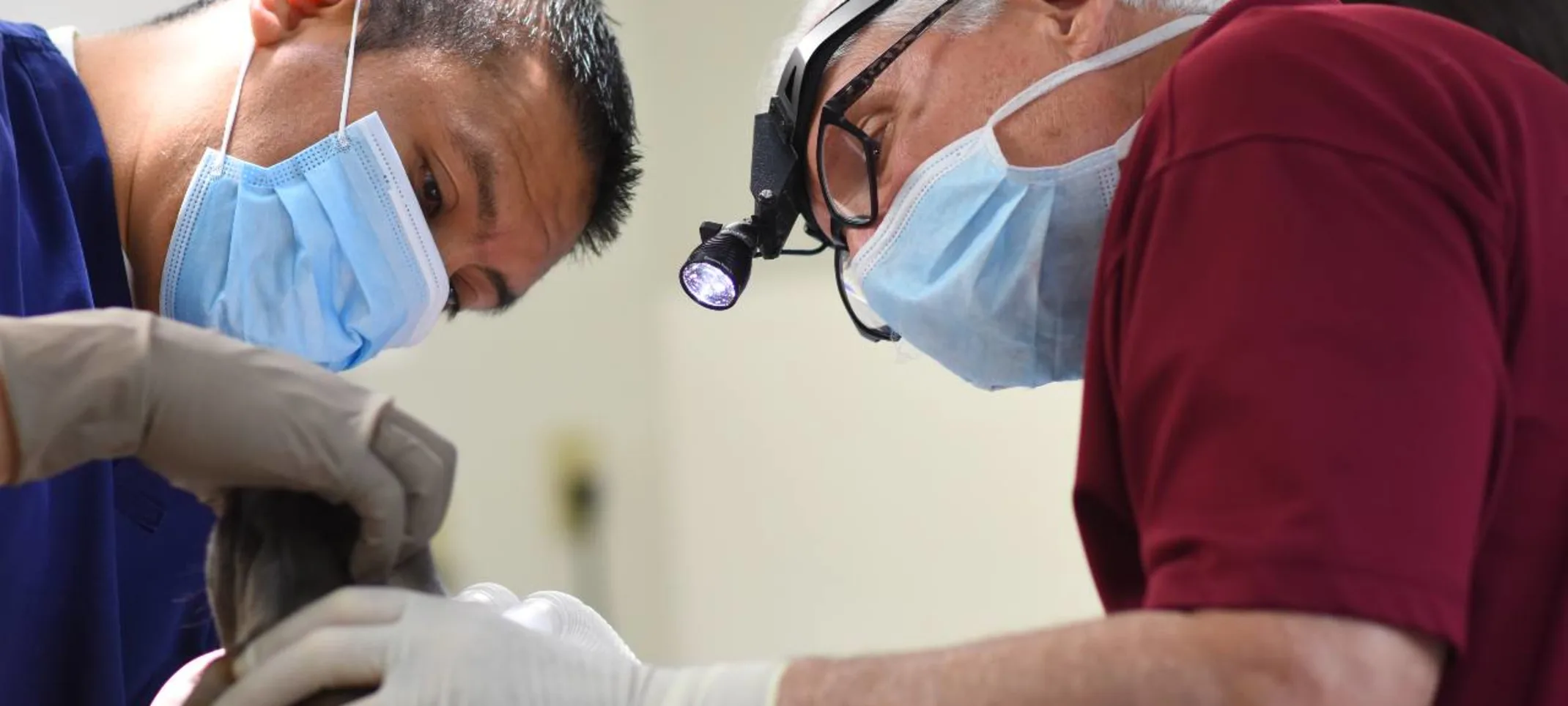Veterinarians performing bronchoscopy at Animal Medical Center Hattiesburg. Veterinarians performing bronchoscopy at Animal Medical Center Hattiesburg.