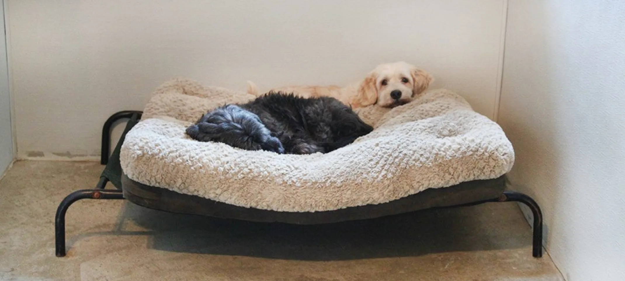 dogs laying in a bed in one of the rooms at The Pet Ranch