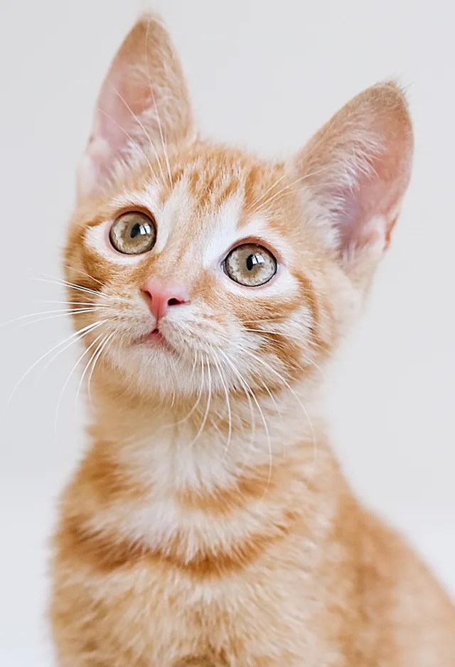 An orange tabby kitten