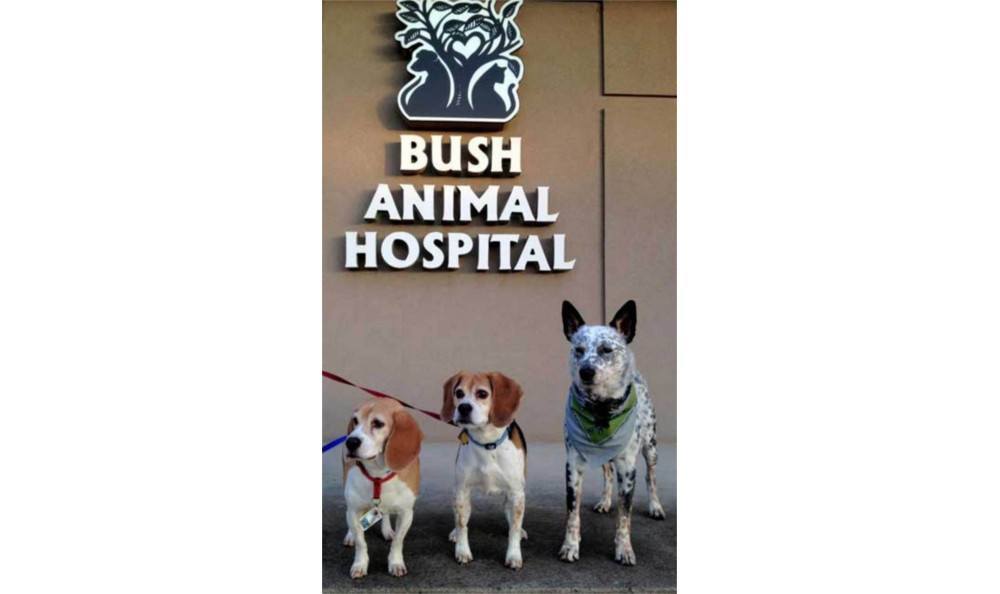 Dogs in front of Bush Animal hospital sign