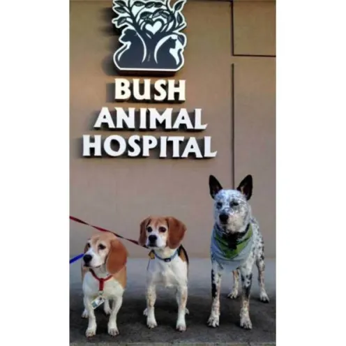 Dogs in front of Bush Animal hospital sign