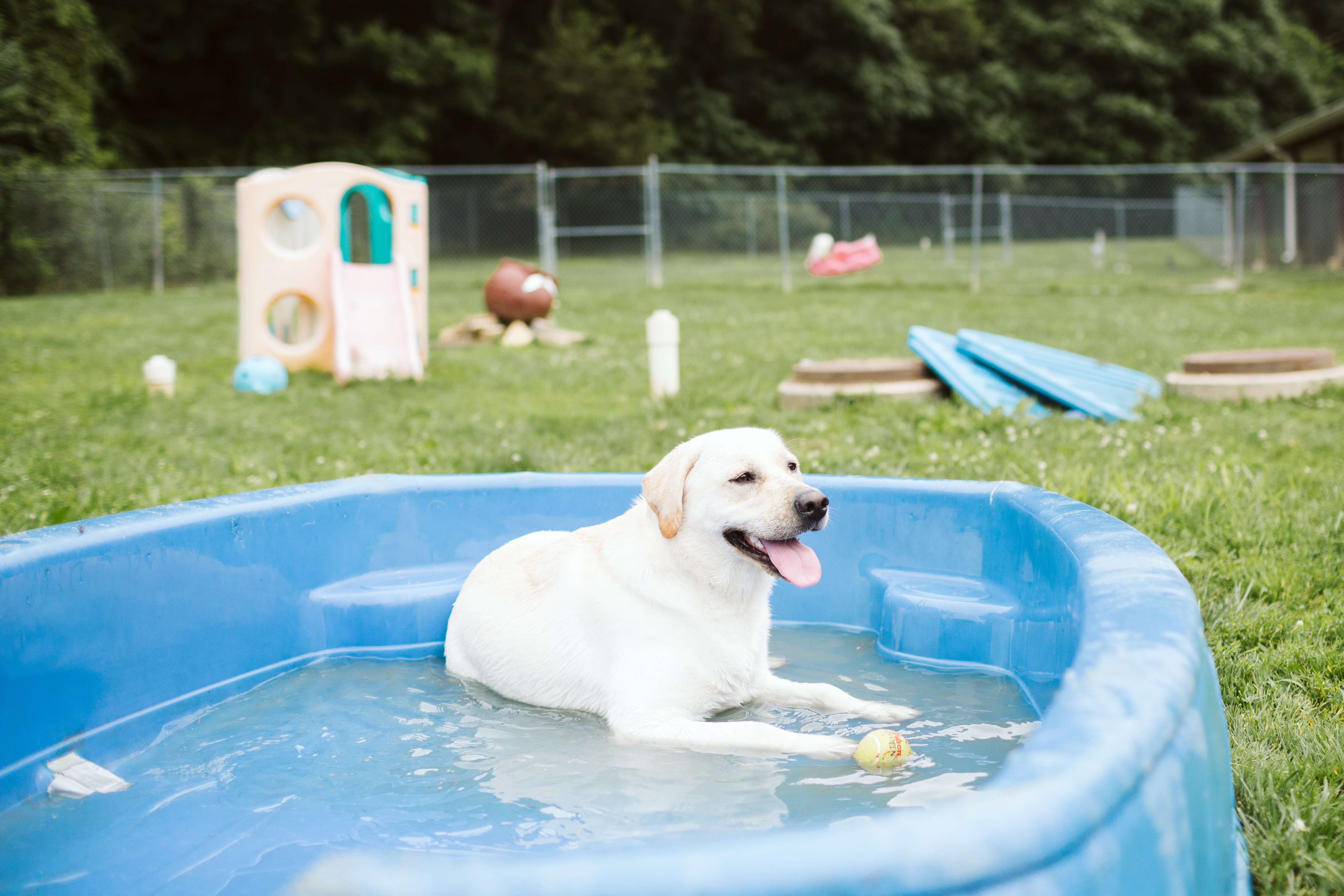 The Pet Spa & Resort Dog in Pool