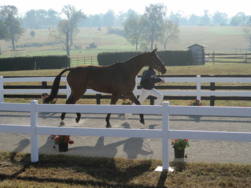 dressage horse trotting