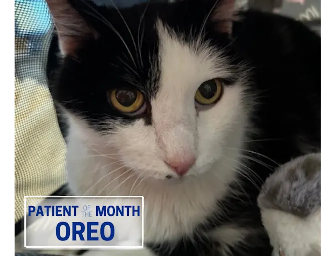 October's Patient of the Month: Oreo (Cat) October's Patient of the Month: Oreo (Cat)