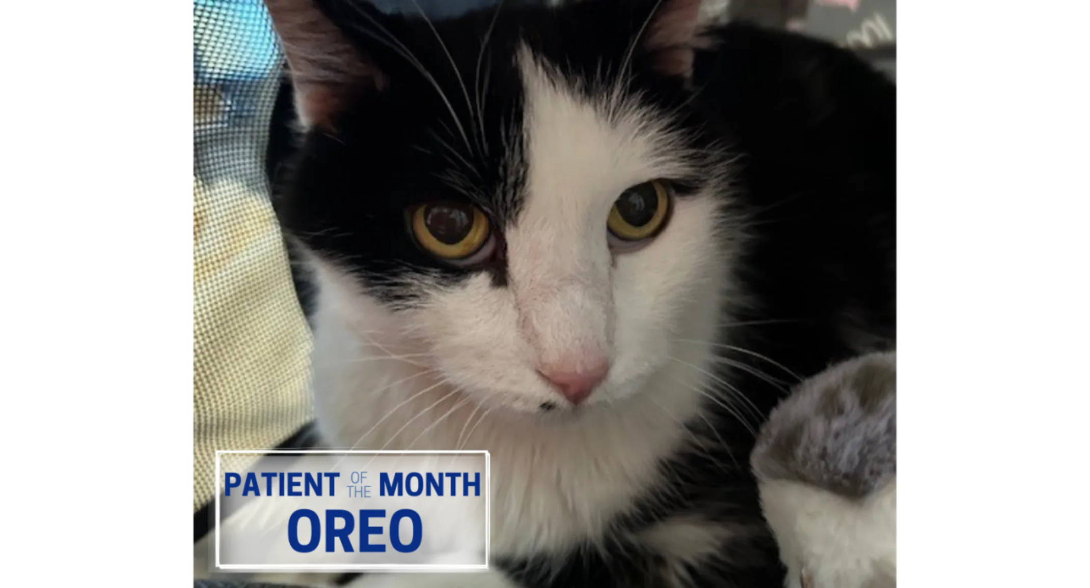 October's Patient of the Month: Oreo (Cat) October's Patient of the Month: Oreo (Cat)