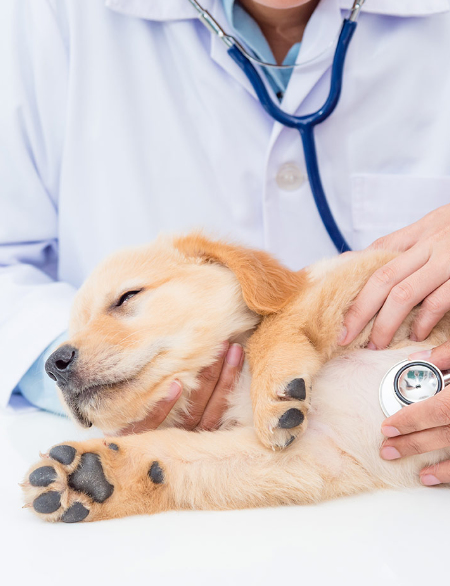 Puppy getting heart examined by vets