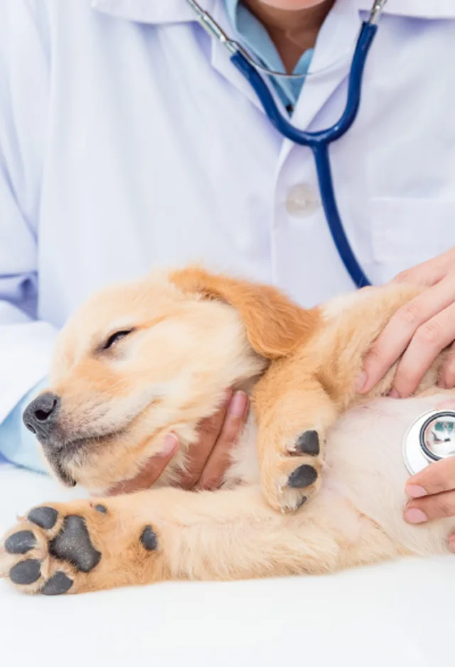 Puppy getting heart examined by vets Puppy getting heart examined by vets