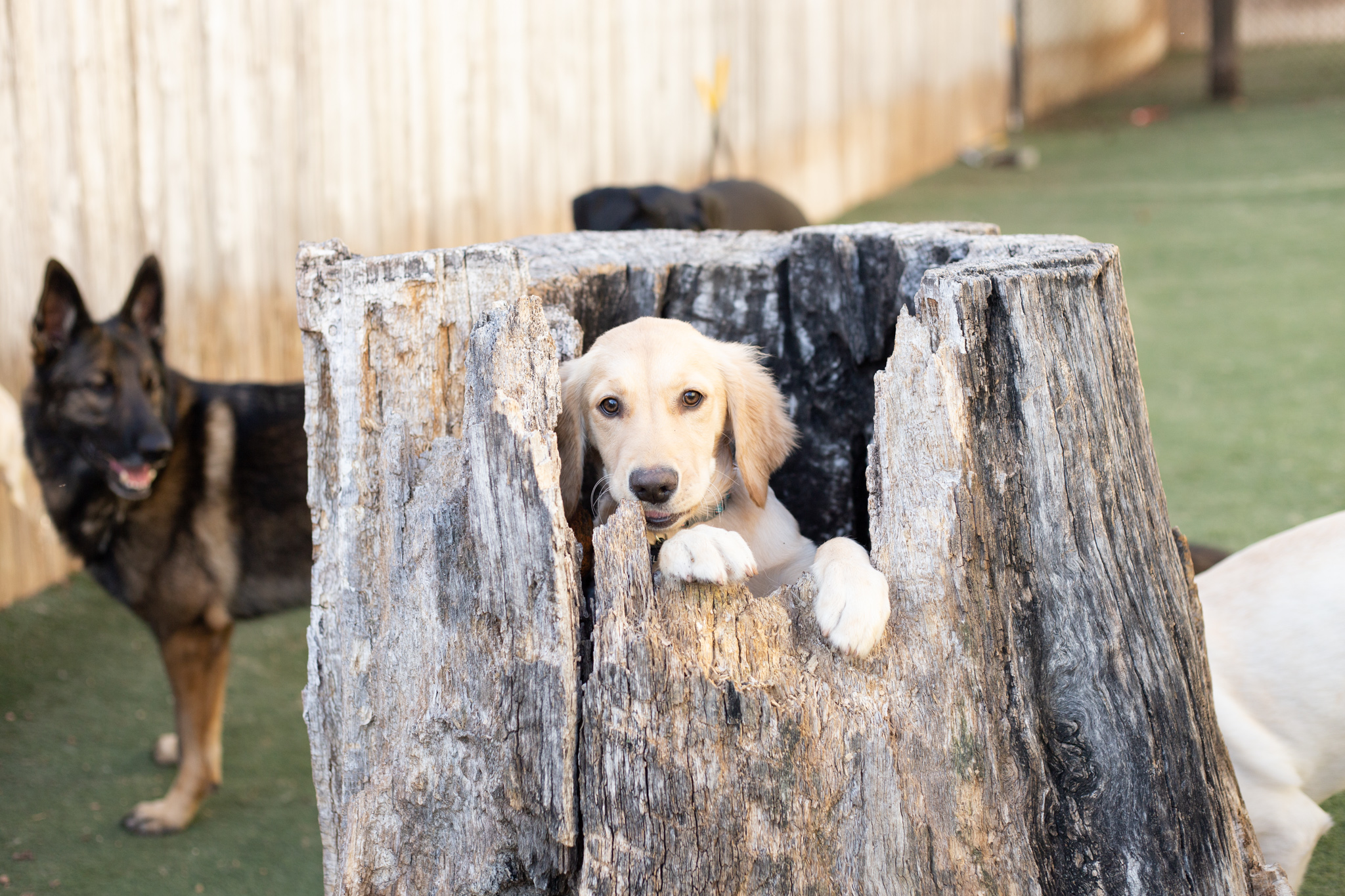 Dog playing in tree stump at Elite Suites Dog daycare, grooming, and boarding in Southlake
