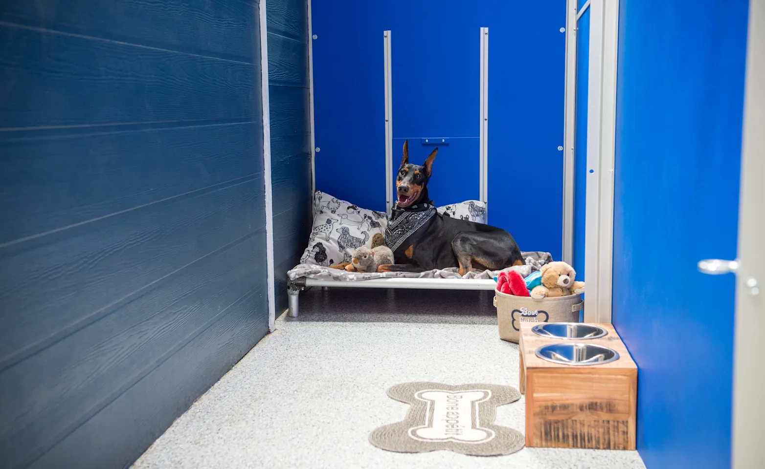 Dog laying in bed in suite