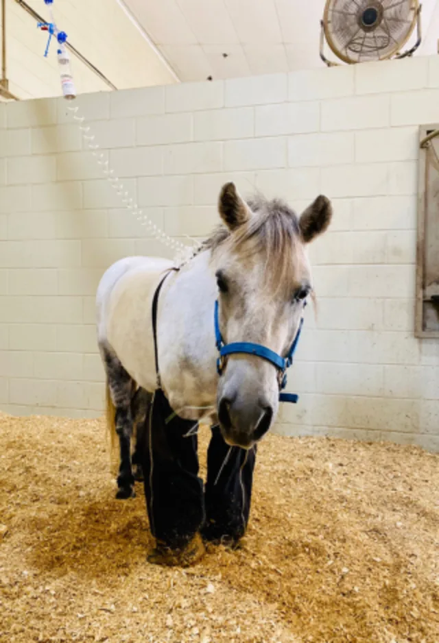 A white horse standing in a stall