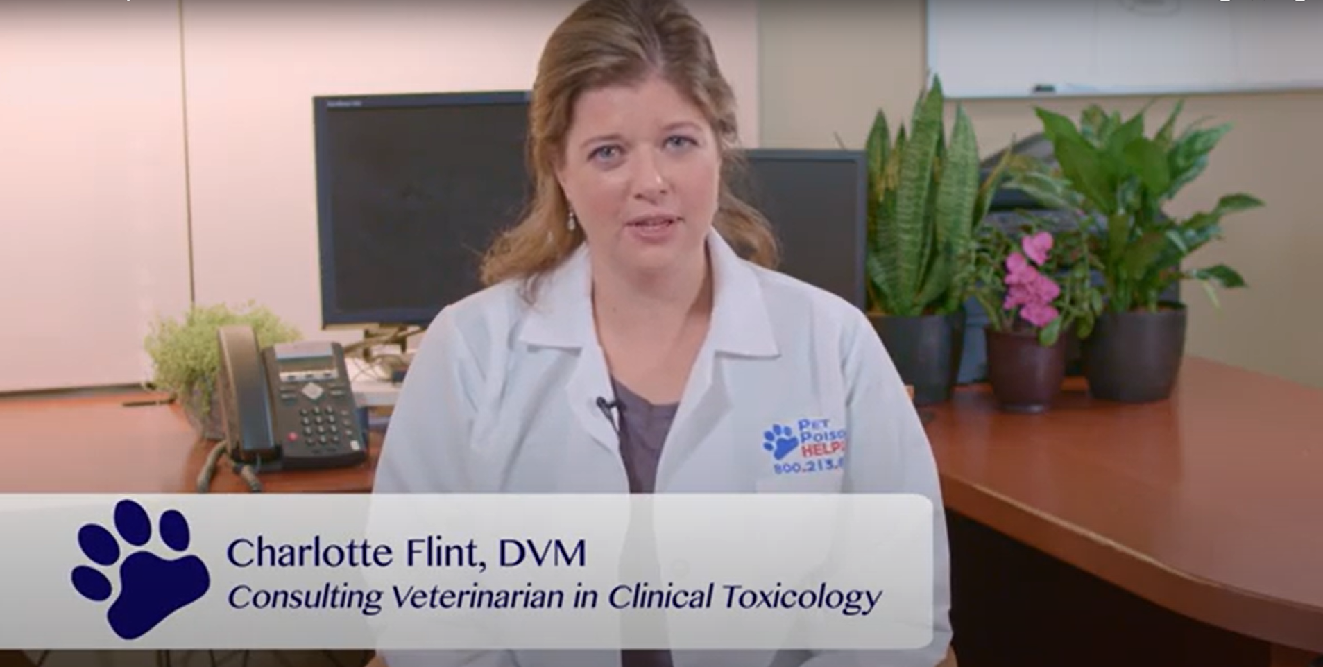 Veterinarian talking