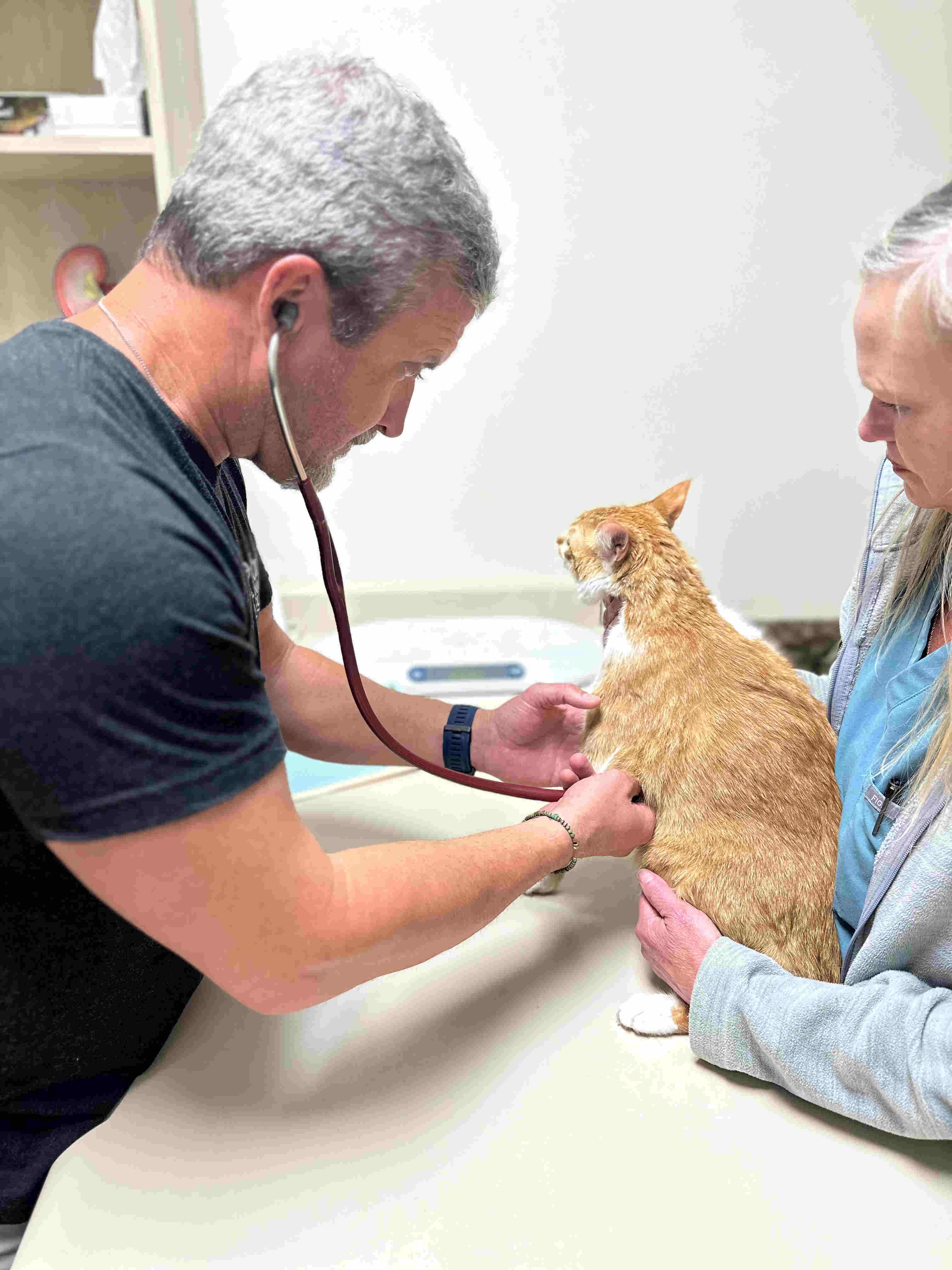 Dr. Mayfield Examining an Orange Cat