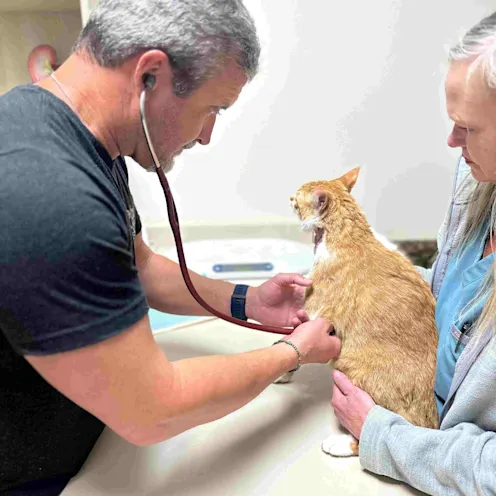 Dr. Mayfield Examining an Orange Cat Dr. Mayfield Examining an Orange Cat