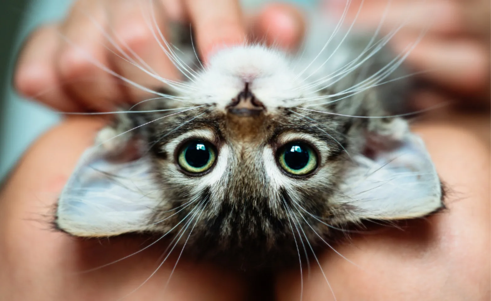 Kitten with big green eyes laying in a person's lap