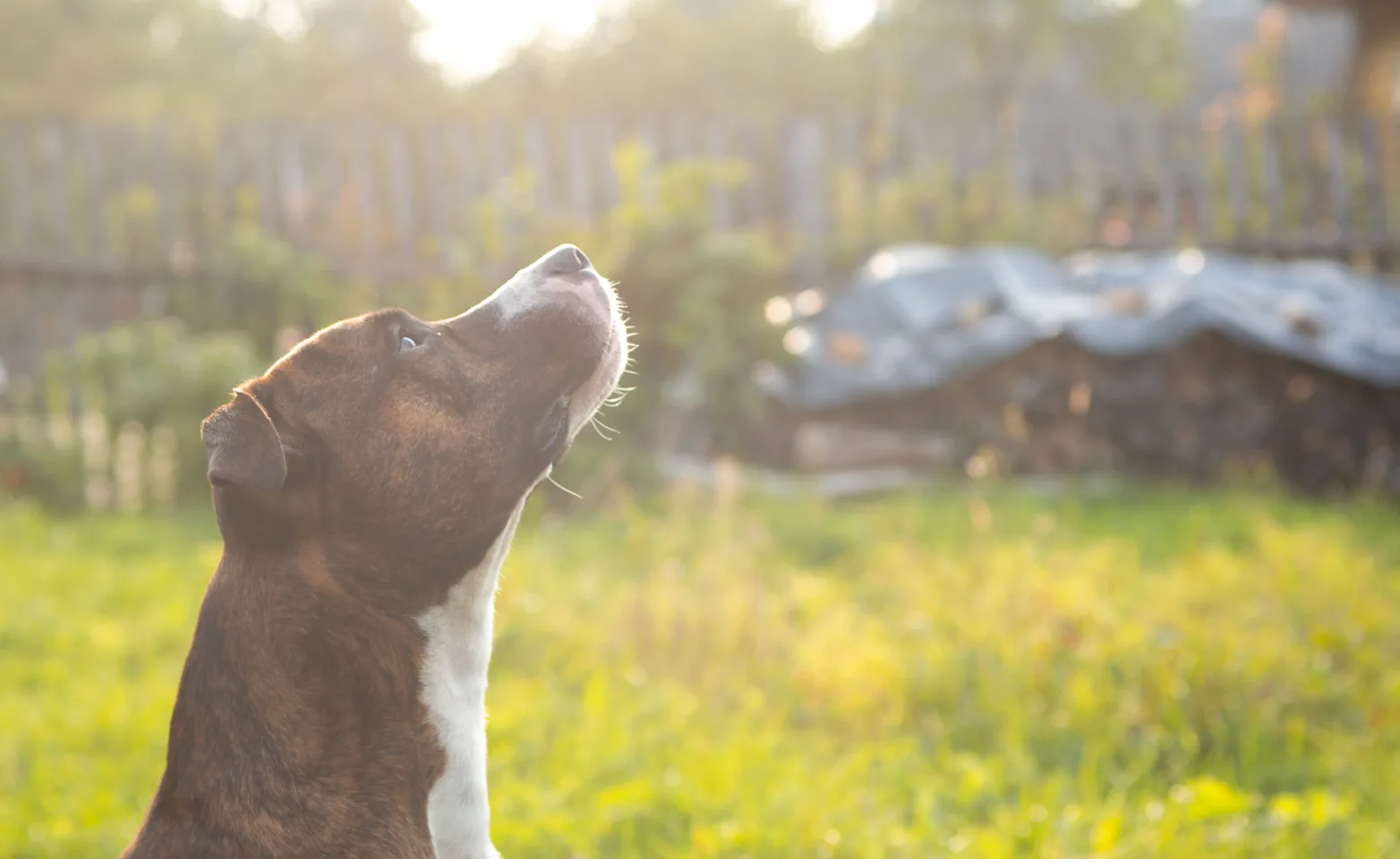 Dog looking up in the sun