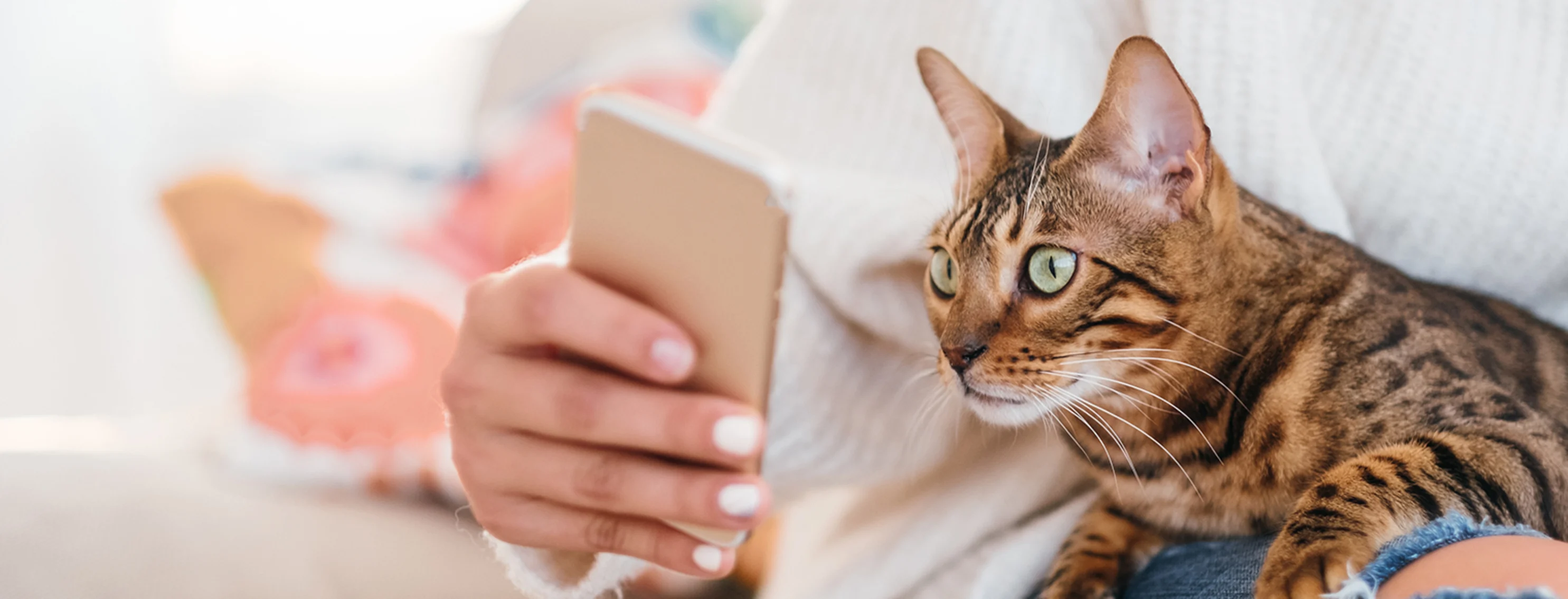 A person looking at their phone with a cat in their lap A person looking at their phone with a cat in their lap