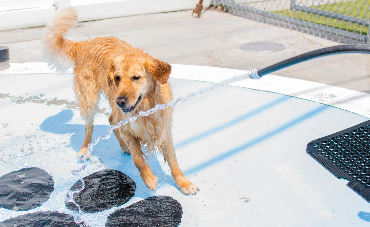 Dog in pool playing with hose