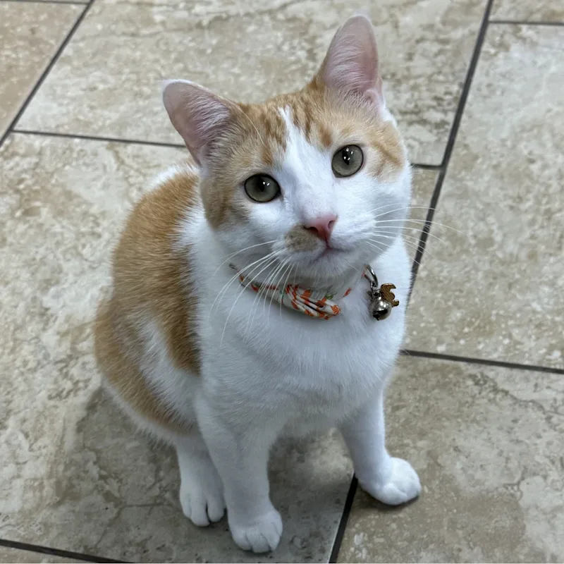 HAZEL THE CAT HAZEL THE CAT