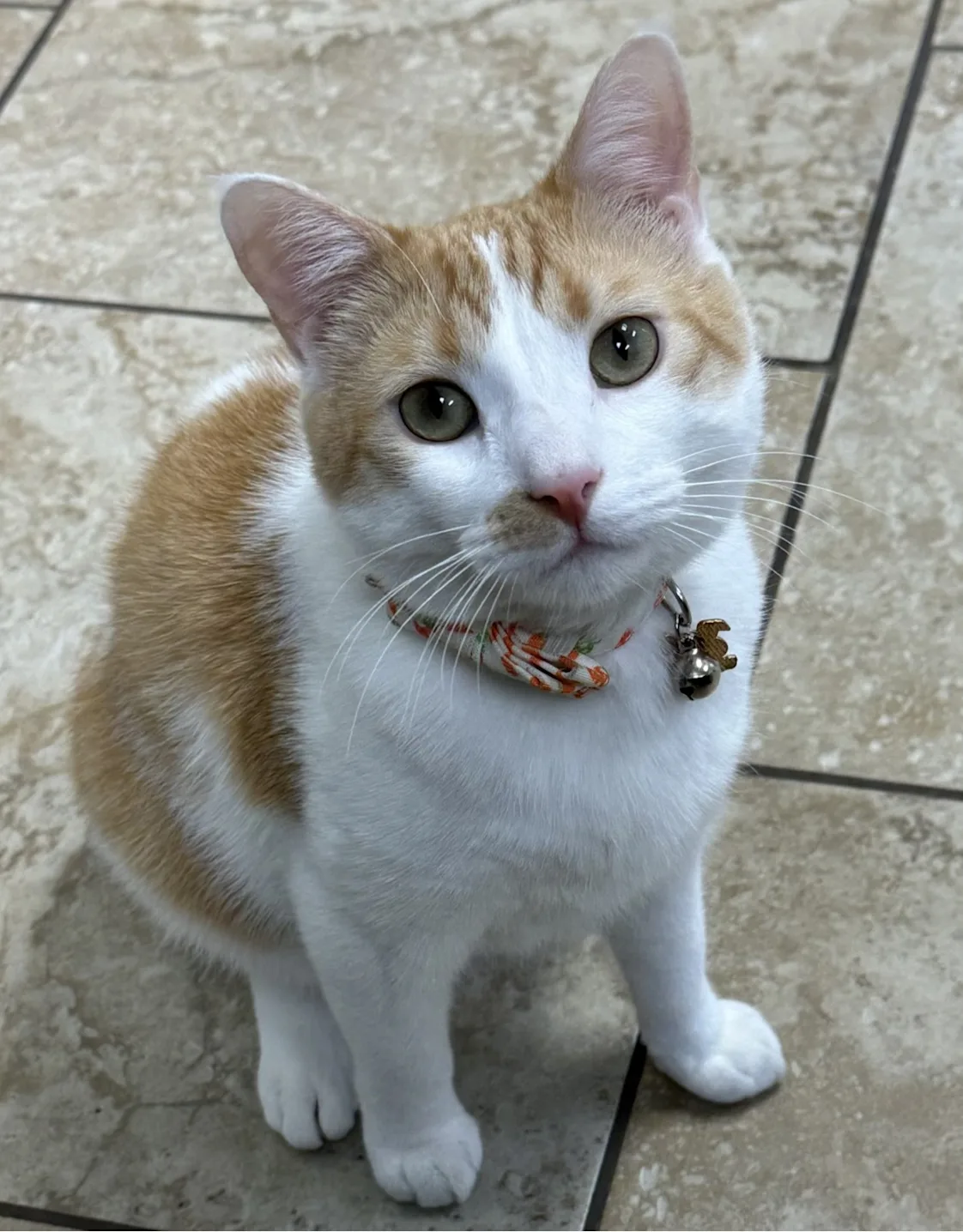 HAZEL THE CAT HAZEL THE CAT