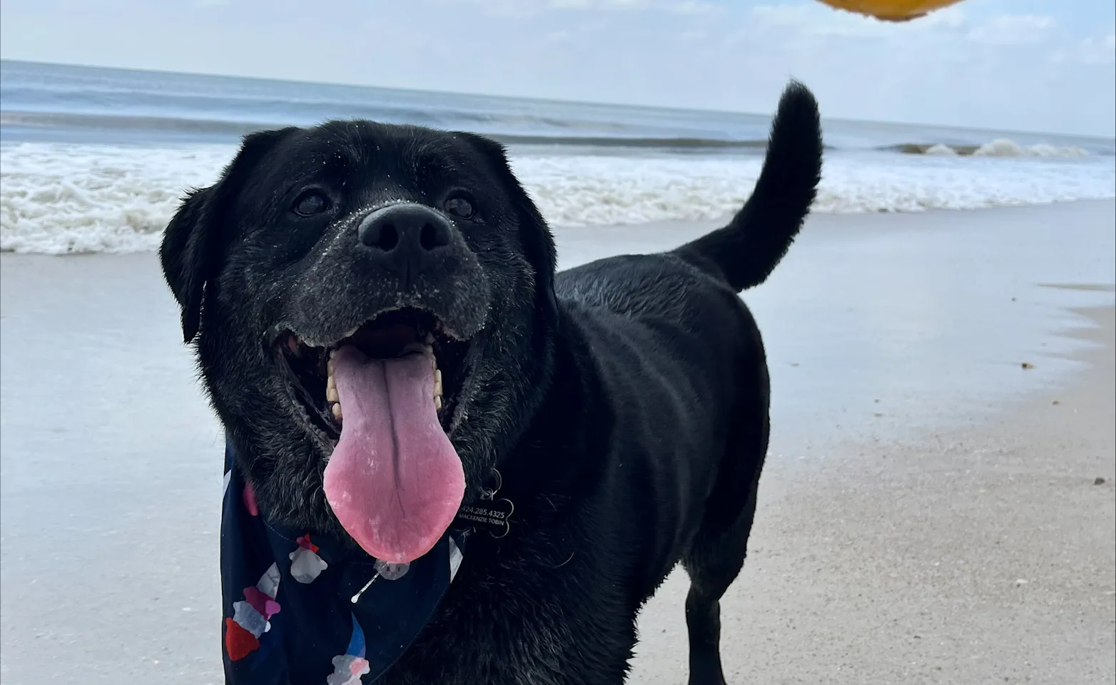 Dog with Ball