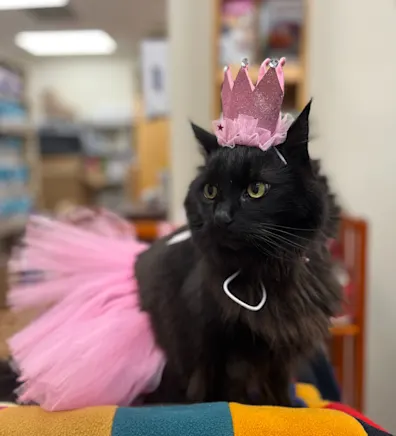 A black cat wih long fur wearing round sunglasses and modeling a hat for pets that could be Ewok or bear ears A black cat wih long fur wearing round sunglasses and modeling a hat for pets that could be Ewok or bear ears