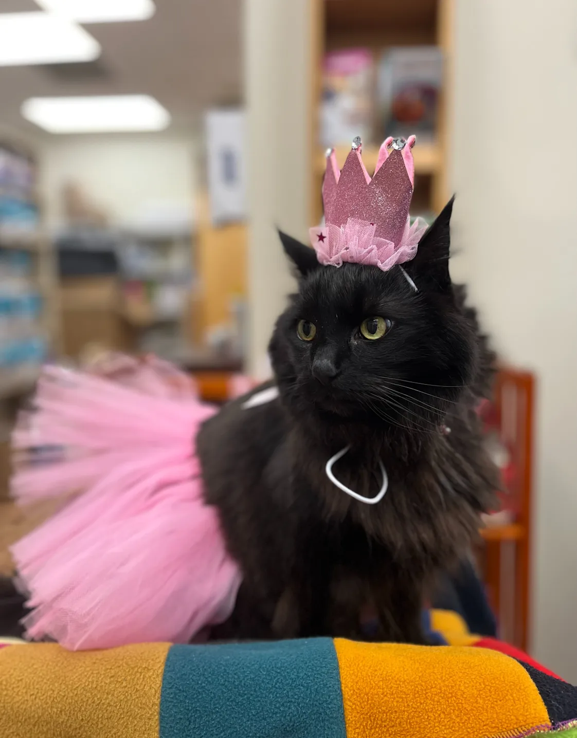 A black cat wih long fur wearing round sunglasses and modeling a hat for pets that could be Ewok or bear ears A black cat wih long fur wearing round sunglasses and modeling a hat for pets that could be Ewok or bear ears