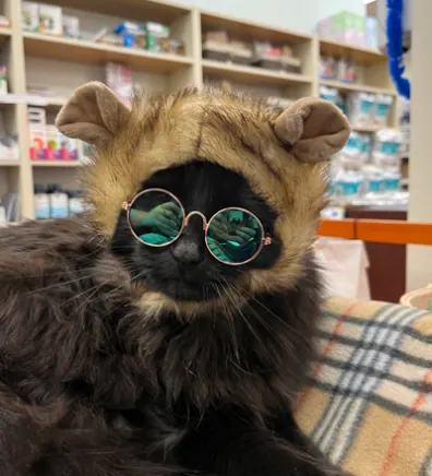 A black cat wih long fur wearing round sunglasses and modeling a hat for pets that could be Ewok or bear ears