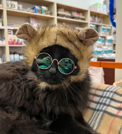 A black cat wih long fur wearing round sunglasses and modeling a hat for pets that could be Ewok or bear ears A black cat wih long fur wearing round sunglasses and modeling a hat for pets that could be Ewok or bear ears