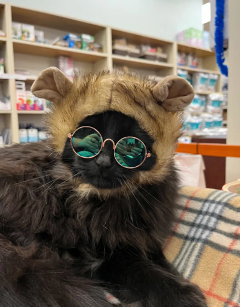 A black cat wih long fur wearing round sunglasses and modeling a hat for pets that could be Ewok or bear ears