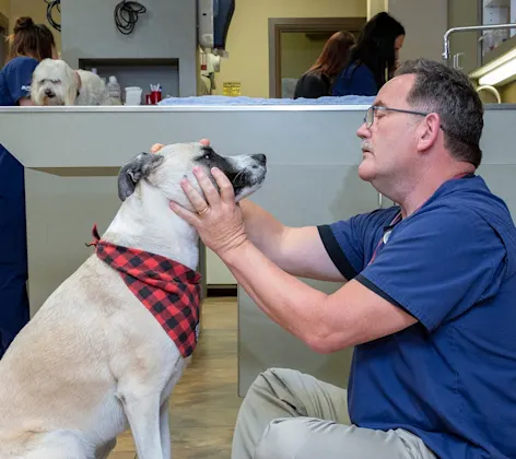 Staff member assessing dog Staff member assessing dog