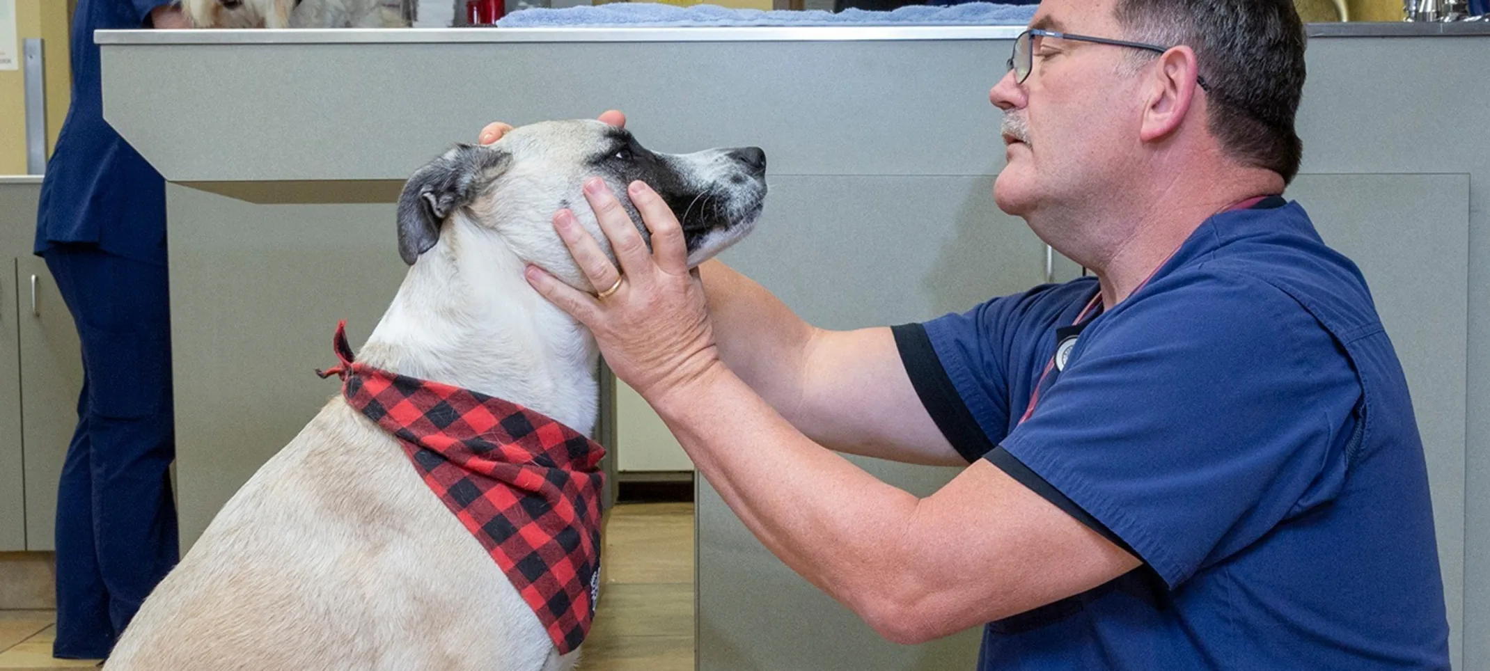 Staff member assessing dog