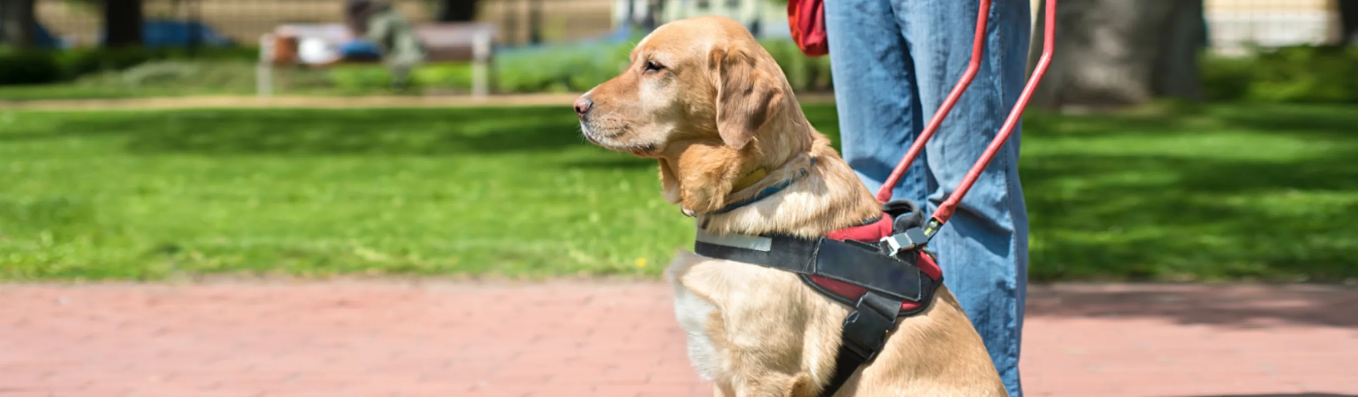 Dog Looking Left with Owner at a Park