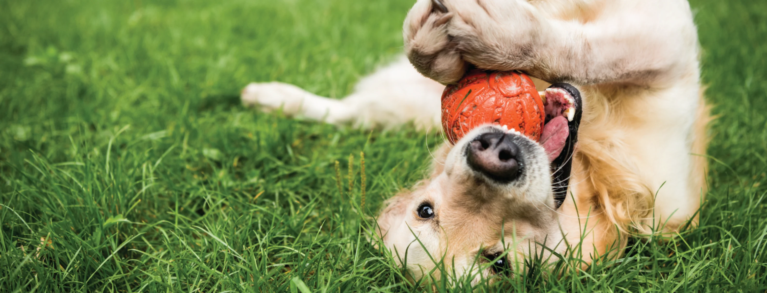 Dog with Ball Laying Down Grass