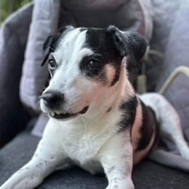 Dog showing its teeth inside a car