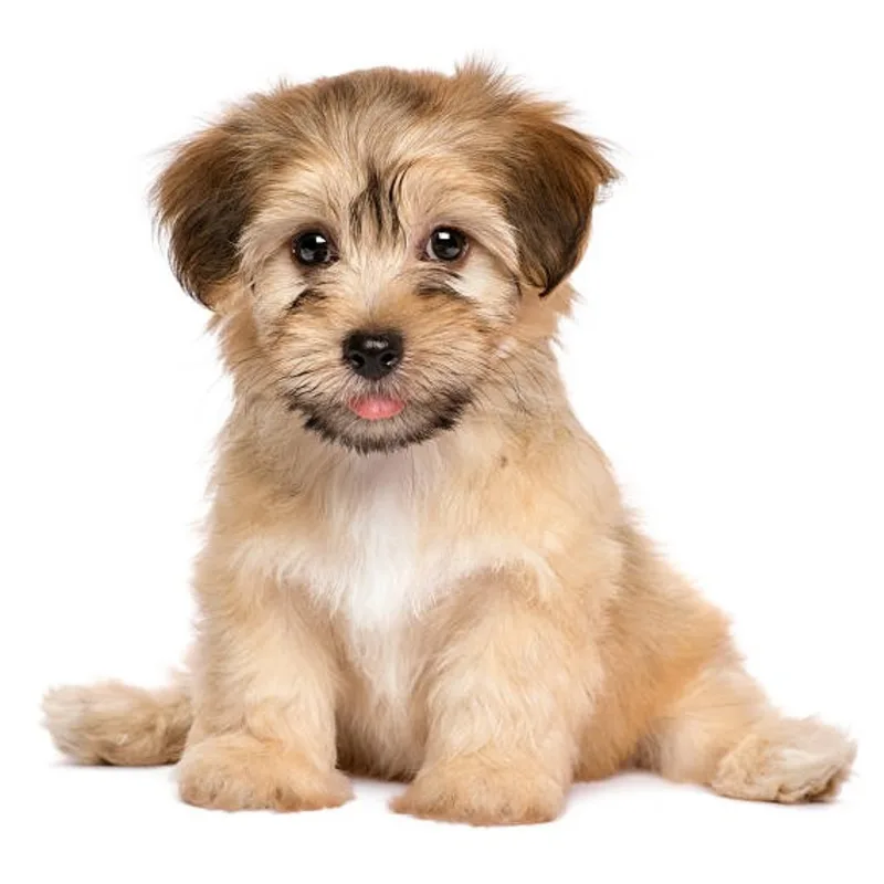Dogtor Pup Dogtor Pup