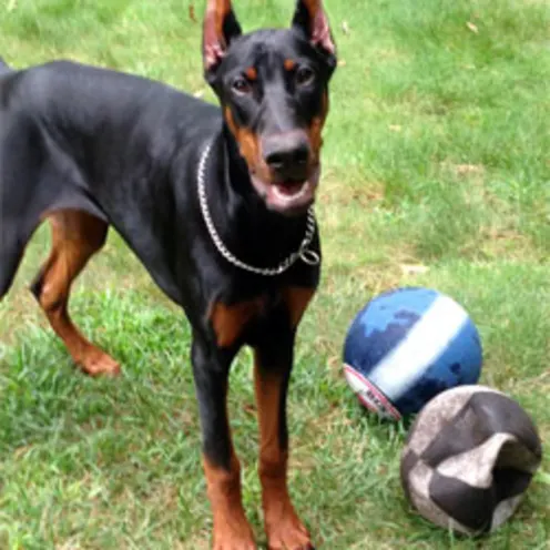 Dog with Volleyball
