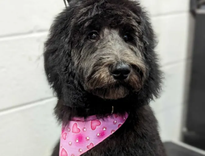 A fluffy black dog being groomed at Lafayette Veterinary Care Center