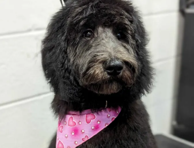 A fluffy black dog being groomed at Lafayette Veterinary Care Center A fluffy black dog being groomed at Lafayette Veterinary Care Center