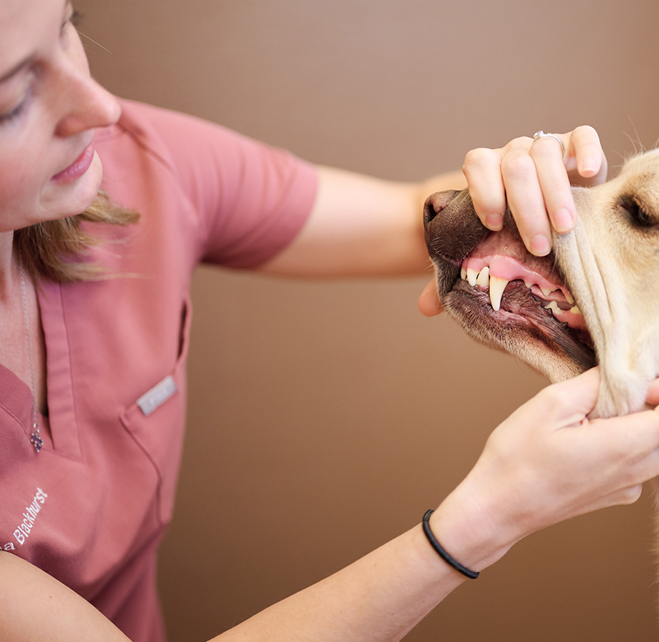 A doctor inspecting a dog's teeth