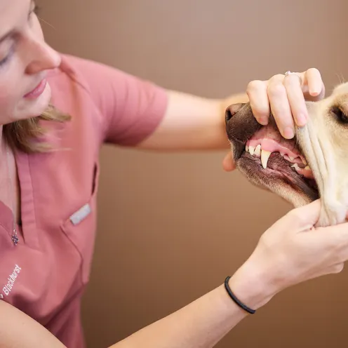 A doctor inspecting a dog's teeth