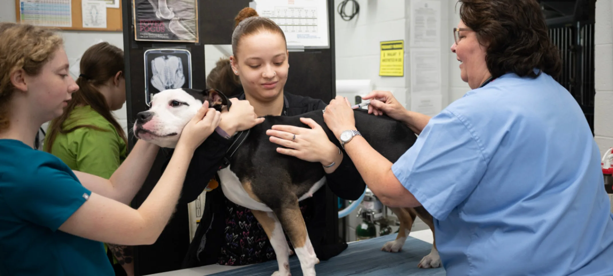 Veterinarians Giving a Dog a Vaccine Shot