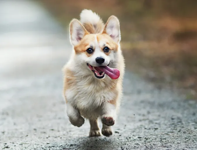 Dog Running Outside with Tongue Out Dog Running Outside with Tongue Out